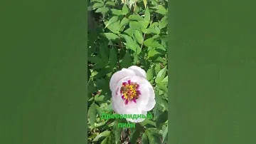 Древовидный пион . #рассада клубники #метельчатыегортензии #пионы