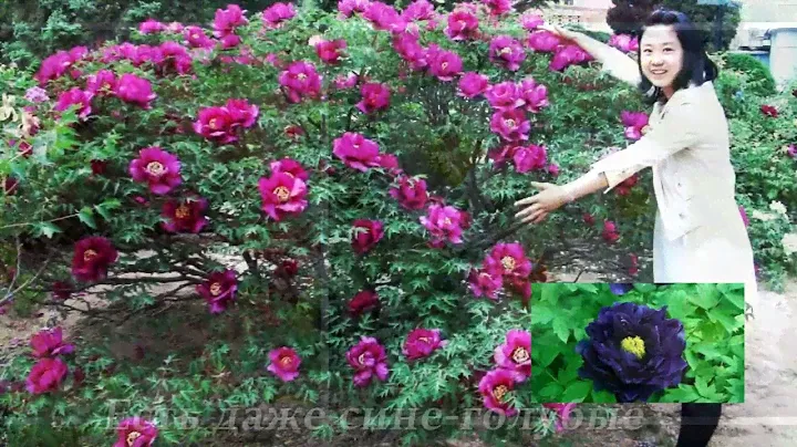 Древовидный пион - дивная сказка Востока  (Фестиваль пионов в китайском Лояне)