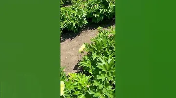 Пион “Garden Treasure”Настоящее «садовое сокровище». Пионы на осень 2023г. почтой #сад #цветы