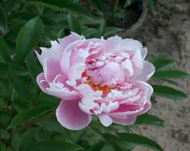 Пион Мадам Жюль Дессер (Paeonia Madame Jules Dessert)