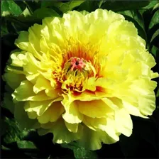 Саженцы Пион Garden Treasure (Гарден Треже)