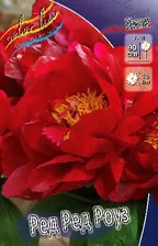 Пион ред ред роуз, red red rose