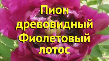 Пион древовидный фиолетовый лотос. Краткий обзор, описание характеристик paeonia suffruticosa