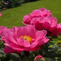 Пион Paeonia Paula Fay 2/3