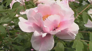 Пион цветной пион волшебный и нежен сладкий аромат Peony color, peony magical and gentle sweet aroma