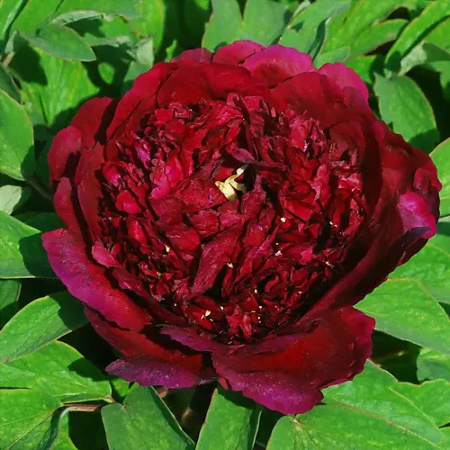 Пион др. Wu jin yao hui / Shining Black Gold / Glossy Black /Сверкающее черное золото /Glittering Black gold C3,5