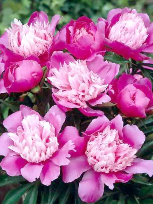 Пион (Paeonia) «Pink Cameo»