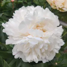 Пион Фестива Паудер Пафф (Paeonia Festiva Powder Puff)