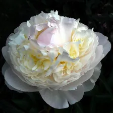 Пион Blush Queen