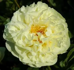 Lemon Chiffon \ Лемон Шифон (Пион)