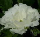 Пион Уайт Хэвен (Paeonia White Heaven)