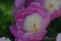 Пион травянистый 'Боул оф Бьюти' / Paeonia 'Bowl of Beauty'