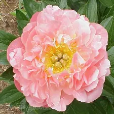 Пион молочноцветковый Pink Hawaiian Coral C3