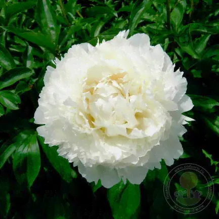 Пион Доктор Ф.Г. Бретур (Paeonia Dr. F.G. Brethour)