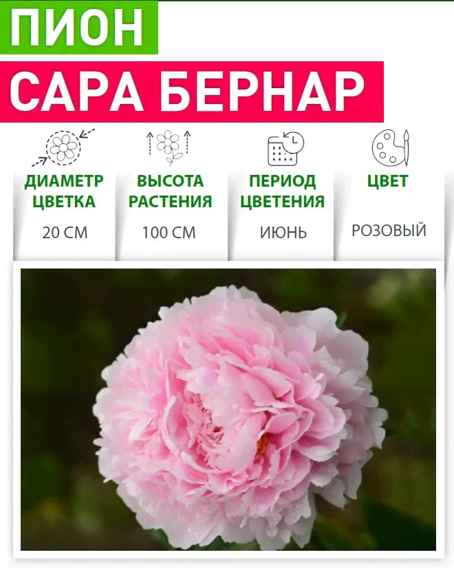 Пион Сара Бернар v5 Tim