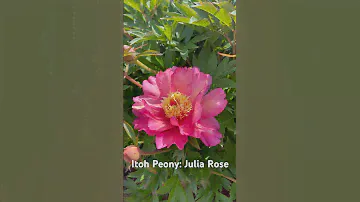 Itoh Peony: Julia Rose. #flowers #gardening #peony #perennial #perennial #paeonia