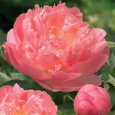 Пион Pink Hawai Coral