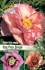 ​Пион ОЛД РОУЗ ДЕНДИ ITOH OLD ROSE DANDY, 2/3 n, 1 шт.