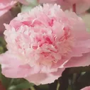 Пион молочноцветковый Эденс Парфюм C3