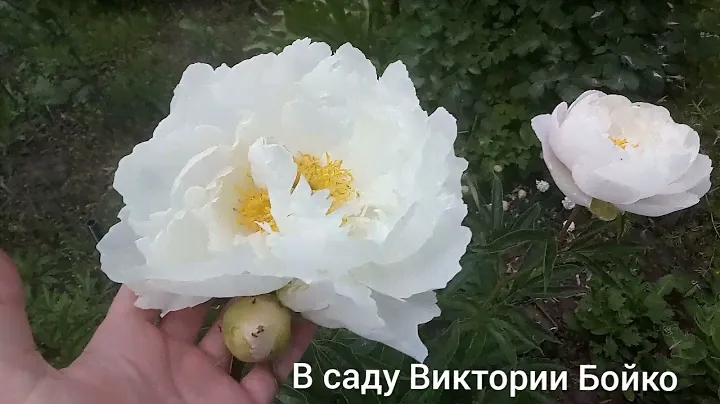 Обзор . Пионы Miss America и America
