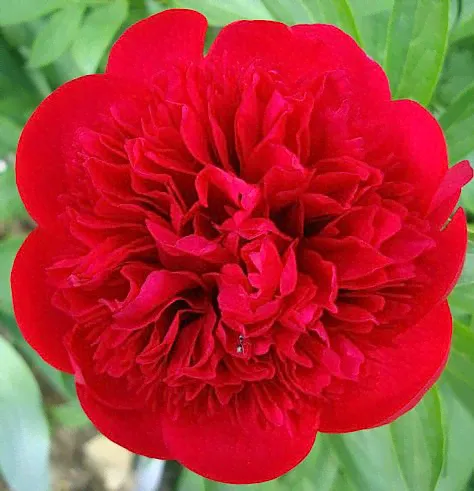 Пион 'Диана Паркс' / Paeonia lactiflora 'Diana Parks'