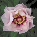 Пион Кора Луиза / Кхэ Ла Луисы (Paeonia Cora Louise / Clariu / Ke la luyisi)