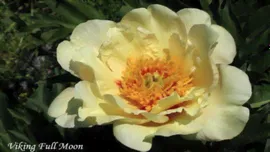 Пион Викинг Фул Мун (Paeonia itoh Viking Full Moon)