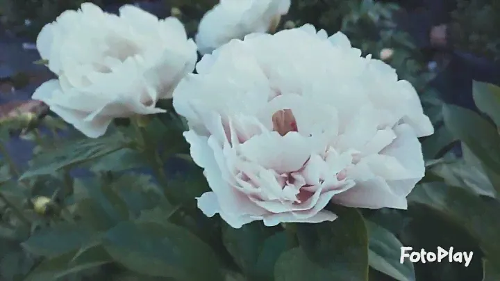 Пион Blushing princess.