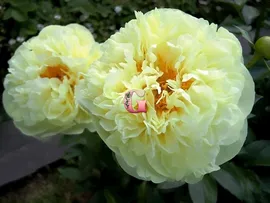 Пион Лемон Шиффон | Lemon Chiffon (Травянистый)(Осень 2024 г.)