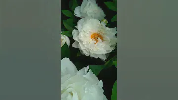 Фарфоровый красавчик!!! Пион PETITE PORCELAIN (Klehm 2000) 