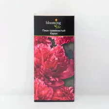 Пион травянистый Кэрол (в тубе) 1 шт, 2-3 стеблей