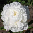 Пион травянистый Уайт Дабл/White Double