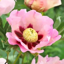 Пион ИТОН Пастель Сплендор (Paeonia Pastel Splendour) C4L BE из питомника Ваш сад из питомника Ваш сад