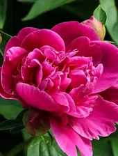 Пион древовидный малиновый "Фуксия" (Fuchsia)