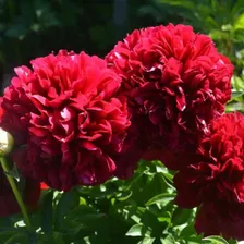 Пион Red Double (Ред Дабл)