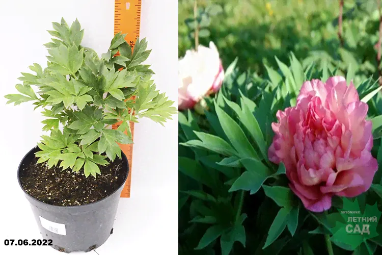 Пион Ито-гибрид Хиллари (Paeonia Itoh-hybrid Hillary) С5-0
