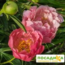 Пион Пинк Гавайан Корал
