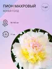 Пион Honey Gold (Хани Голд), саженец корень для высадки 1 шт.