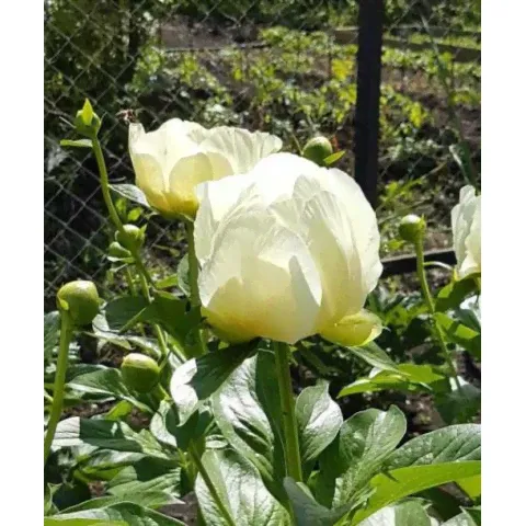 Пион ROY PERSONS BECT YELLOW-0