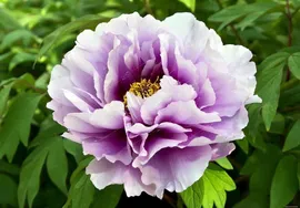 Пион древовидный Сапфир Paeonia suffruticosa Lan Bao Shi 3,5л (П)