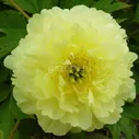 Пион ИТО Paeonia ITOH "Yellow Doodle Dandy" : С5>