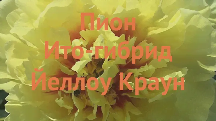 Пион ито Йеллоу Краун (paeonia itoh) 🌿 Йеллоу Краун обзор: как сажать, саженцы пиона Йеллоу Краун