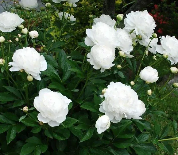 Пион White Sarah Bernhardt ® Trademark 1 шт.-0