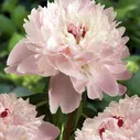Пион молочноцветковый Алерти/Paeonia lactiflora Alertie С3