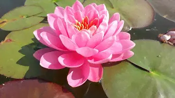Нимфея Pink Peony (Розовый пион) кувшинка, нимфея, водные растения, пруд