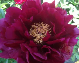 Пион Ред Глори / Paeonia Red Glory (Стандартная деленка, 2-3 почки)