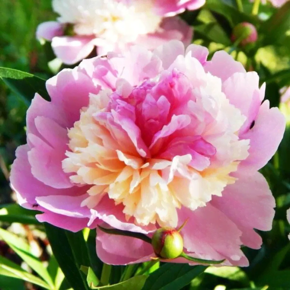 Саженцы Пион Sorbet (Сорбет)-1