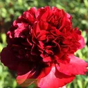 Paeonia Red Charm Пион Рэд Чарм