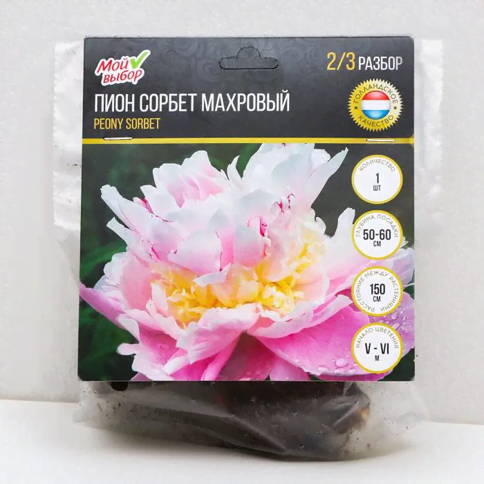 Пион "Сорбет" махровый трехслойный, р-р 2/3, 1 шт, Весна 2022,