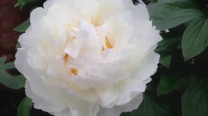 Peony Bowl of Cream - www.peonyshop.com